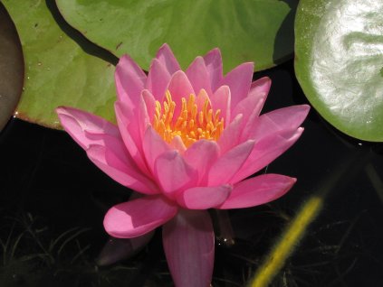 Nymphaea 'Siam Angel'