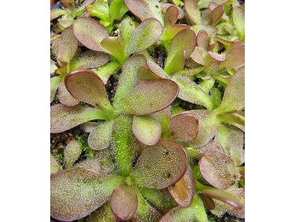 Pinguicula 'Crystal', 3 medium plants