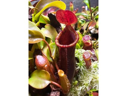 Nepenthes (lowii x truncata) x (lowii x campanulata), samice, klon A, 8-10 cm