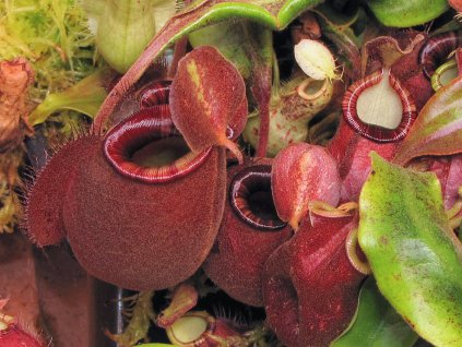 Nepenthes ("Viking" x ampullaria "Black Miracle") x hookeriana, RED, 8-10 cm, female