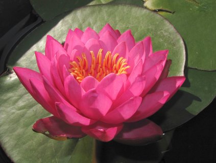 Nymphaea 'Perry's Fire Opal'