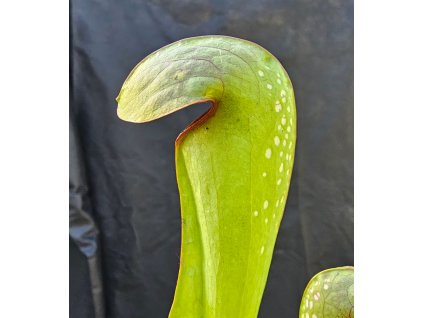 Sarracenia minor var. okefenokeensis, clone M6, Charlton County, Gorgia, USA