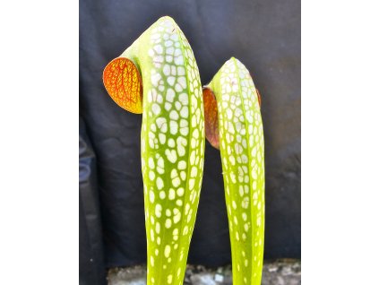 Sarracenia minor var. okefenokeensis, clone M24C, Okefenokee-north, GA