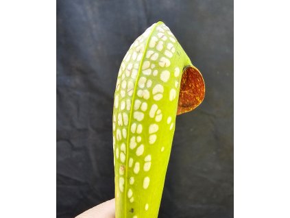 Sarracenia minor var. okefenokeensis, clone M1