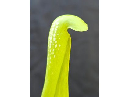 Sarracenia minor var. okefenokeensis f. viridescens, clone M7