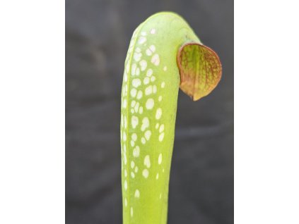 Sarracenia minor var. okefenokeensis, clone M24B, Okefenokee - north, GA