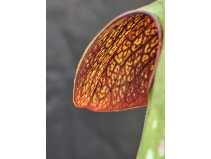Sarracenia minor var. okefenokeensis, clone M24D, Okefenokee - north, GA
