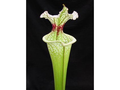 Sarracenia leucophylla x 'Adrian Slack' clone F, medium plant