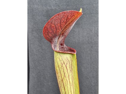 Sarracenia alata var. atrorubra clone A32/5