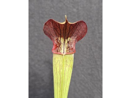 Sarracenia alata var. atrorubra clone A32/7