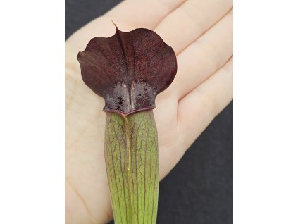 Sarracenia alata var. atrorubra clone A32/3