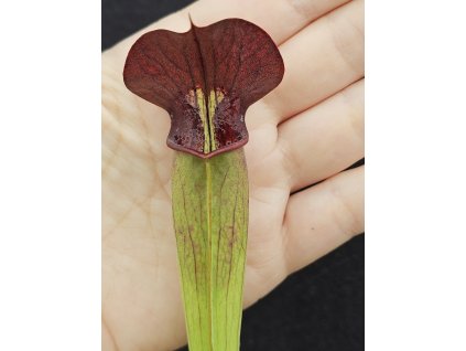 Sarracenia alata var. atrorubra clone A32/2
