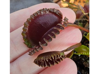 Dionaea muscipula "AR Werewolf"