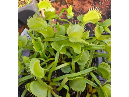 Dionaes muscipula 'Basmati'