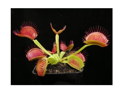 Dionaea muscipula - typical, seedlings - 3 cm, 3 pcs