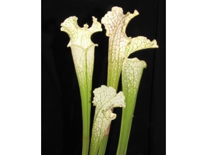 Sarracenia leucophylla výběr z bílých rostlin, střední rostlina