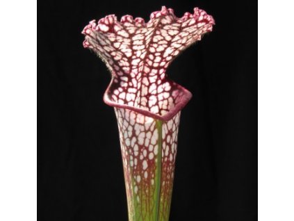 Sarracenia leucophylla výběr z červeně žilkovaných rostlin, střední rostlina