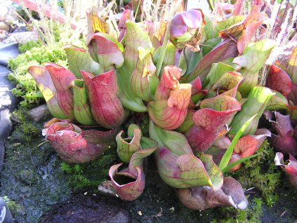 Sarracenia purpurea ssp. purpurea, střední rostlina