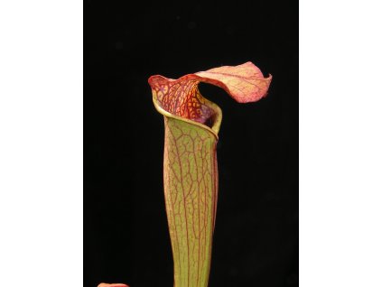 Sarracenia rubra ssp. gulfensis, malá rostlina