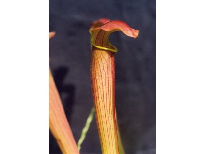 Sarracenia rubra ssp. wheryi, střední rostlina