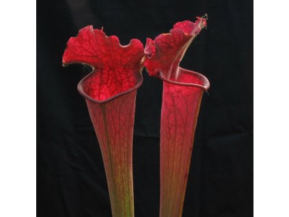 Sarracenia 'Kateřina' střední rostlina