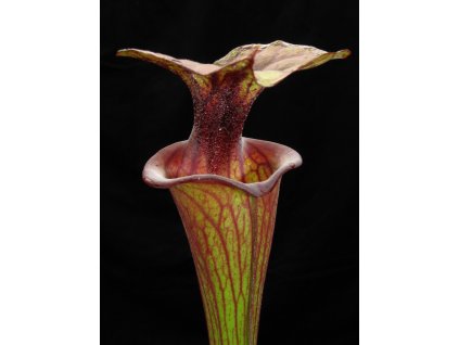 Sarracenia flava var. atropurpurea/ornata klon F133C, střední rostlina