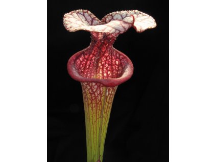Sarracenia 'Adrian Slack' střední rostlina