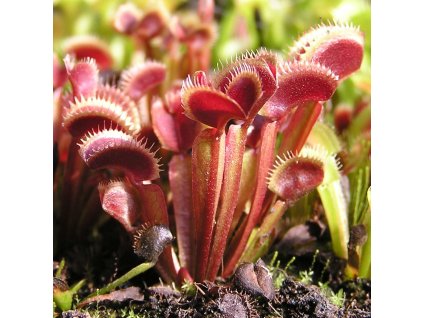 Dionaea muscipula - Red Form - 3 cm, 3 pcs