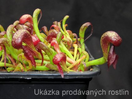 Darlingtonia californica, 5-6 cm