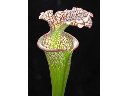 Sarracenia leucophylla x 'Adrian Slack' klon P, dospělá rostlina