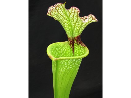 S. leucophylla x 'Adrian Slack' klon E, střední rostlina