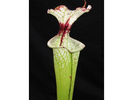 Sarracenia 'Leah Wilkerson' x 'Adrian Slack' klon D, dospělá rostlina
