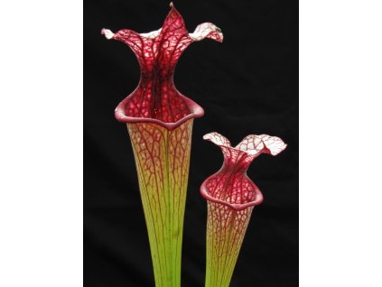 Sarracenia 'Leah Wilkerson' x 'Adrian Slack' clone G, medium plant
