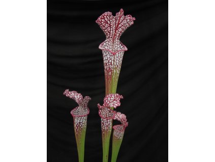 Sarracenia leucophylla klon L45A, dospělá rostlina