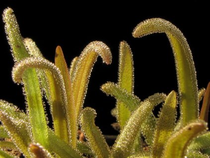 Pinguicula calderoniae, 3 střední rostliny