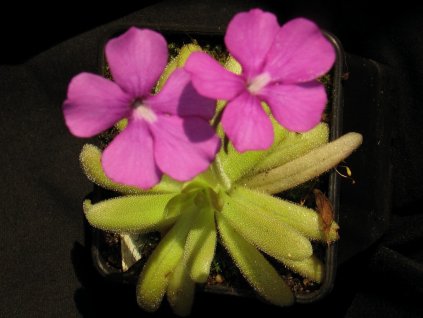 Pinguicula "Sumidero II" x gypsicola, 3 plants
