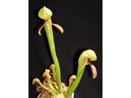 Darlingtonia californica, 10+ cm