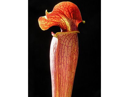 Sarracenia alata var. atrorubra MK A46 dospělá rostlina