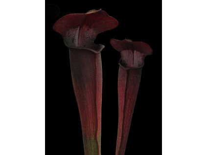 Sarracenia alata var. nigropurpurea 'Night' - střední