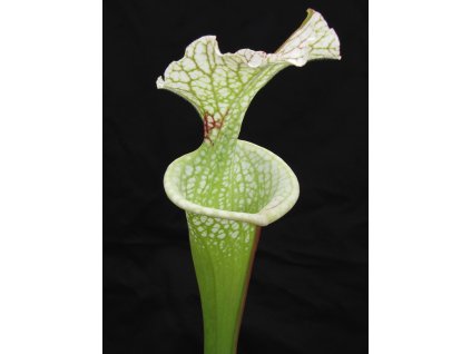 Sarracenia leucophylla x 'Adrian Slack' klon R, dospělá rostlina