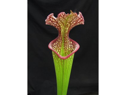Sarracenia leucophylla x 'Adrian Slack' klon Q, dospělá rostlina