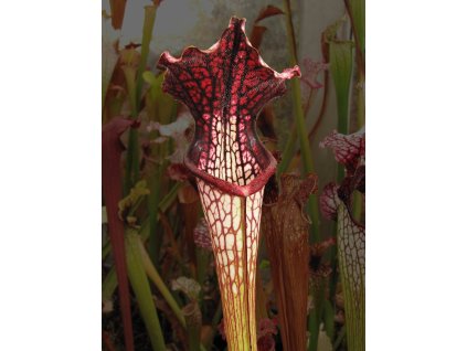 Sarracenia x areolata x leucophylla H79 Yuri Sarzi