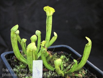 Sarracenia rubra ssp. viatorum - anthocyanine-free form (Taylor co. Georgia) - medium plant