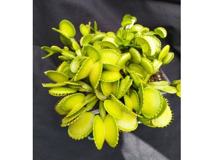 Dionaea muscipula 'Harmony'