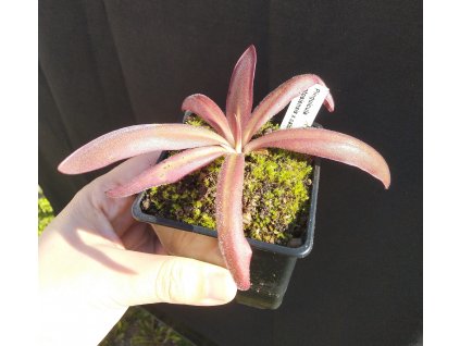 Pinguicula potosiensis "Red Leaf" x calderoniae, 3 střední rostliny