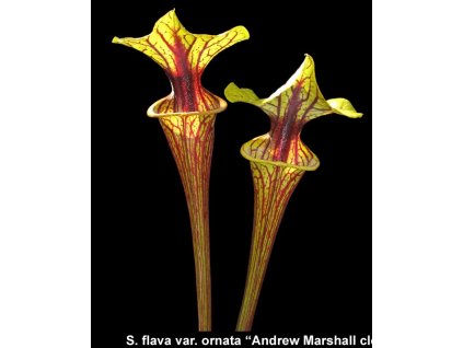 Sarracenia flava var. ornata - Andrew Marshall clone, dospělá rostlina
