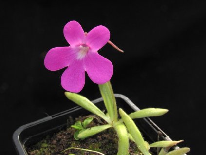 Pinguicula colimensis x calderoniae, 3 střední rostliny