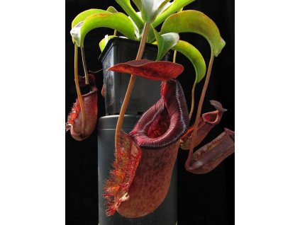 Nepenthes lowii x Mixta, 6-8 cm
