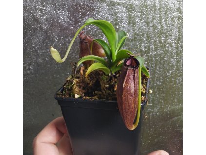 N. (truncata x aristolochioides) x (thorelii x aristo.) - male, 5-6 cm