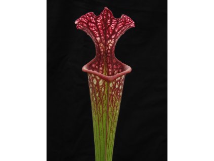 Sarracenia 'Přemysl Otakar I.' x 'Adrian Slack' clone E (6), mature plant